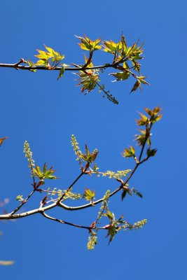 Acer cissifolium - javor žumenolistý - kvetení (60)